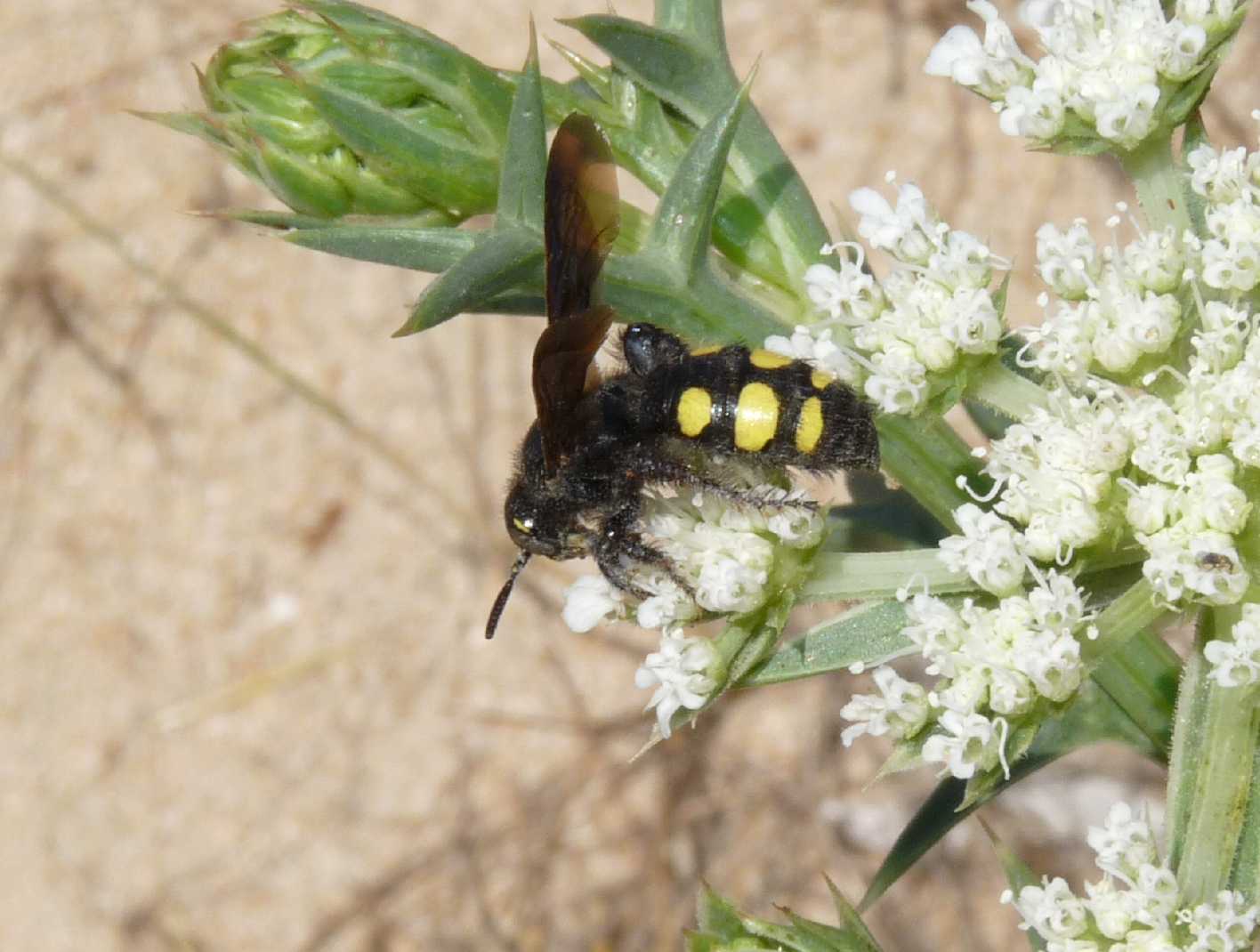 Conopidae? No tachinidae